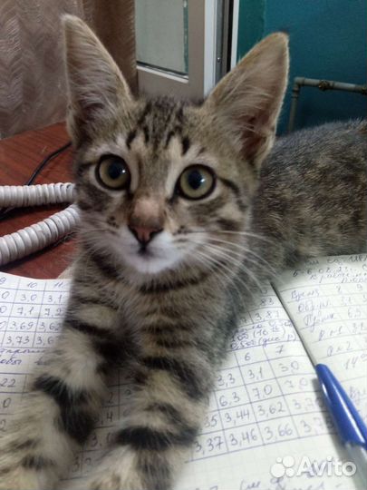 Милые котята