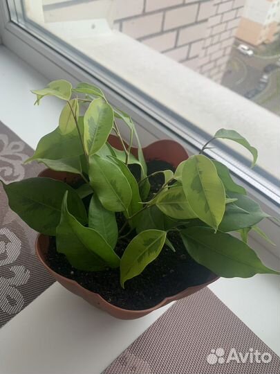 Фикус голден моник