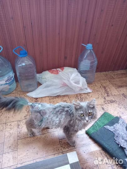 Кошка