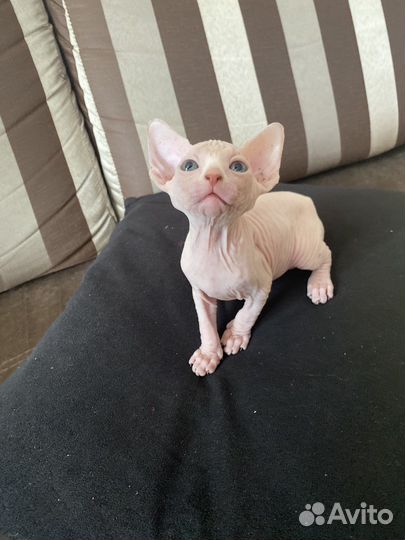 Канадский сфинкс