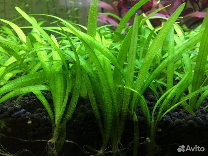 Аквариумные растения