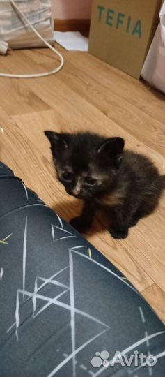 Отдам котят в добрые руки
