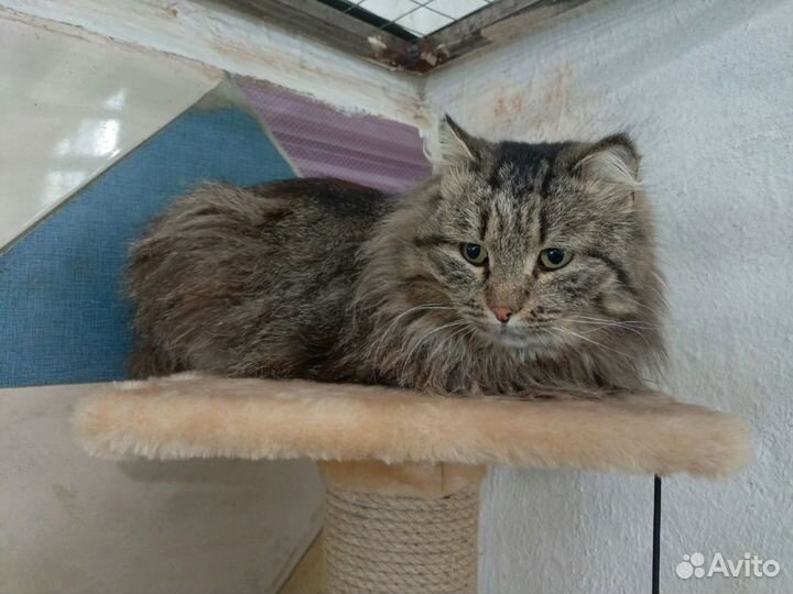 Кошки и коты из отлова ждут Своих Людей