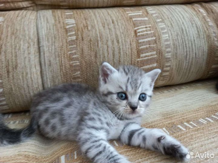 Британская