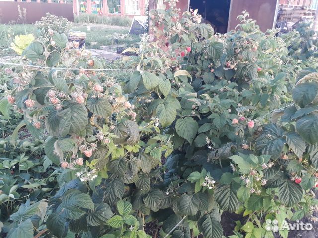 Саженцы малины сорт Маравилла