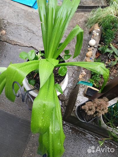 Цветы укорененные