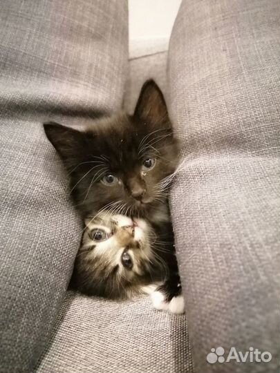 Котенок