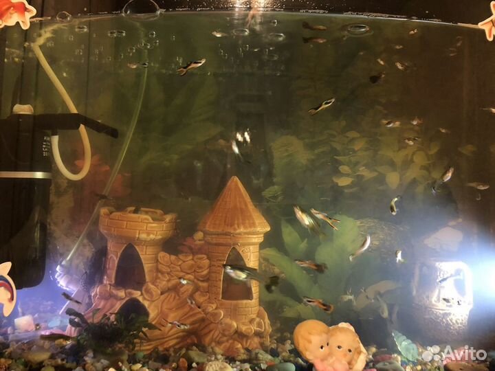 Аквариумные рыбки гуппи