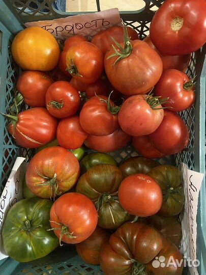 Домашние помидоры