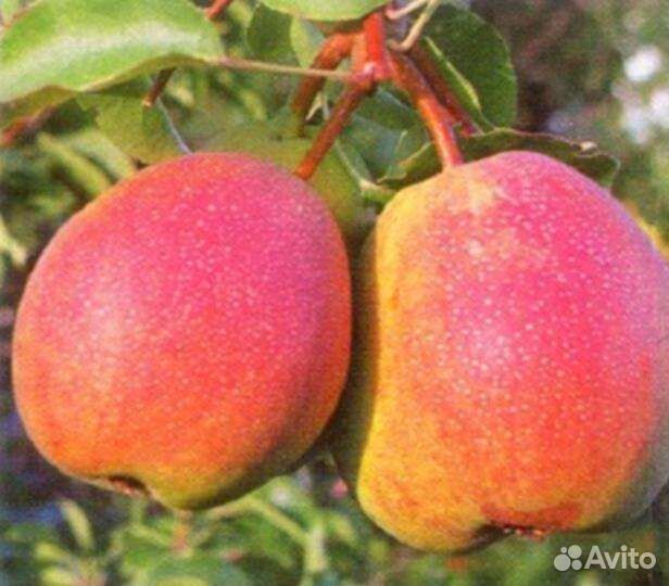 Груша летняя Красуля