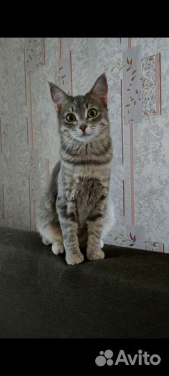 Кошка в дар