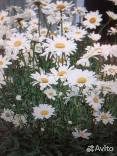 Ромашка, лилейник, флокс