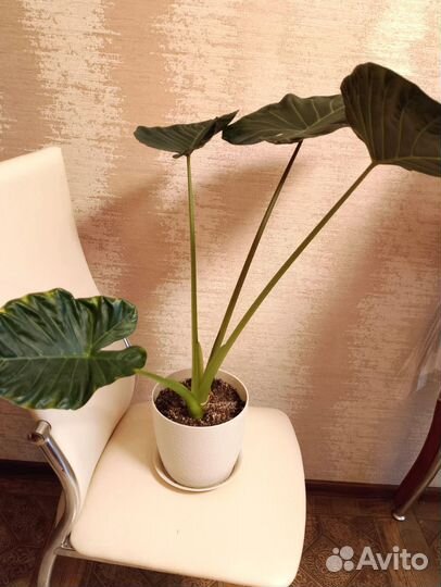 Алоказия Регал Шилдс