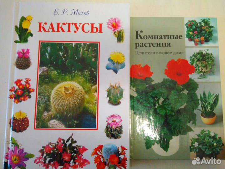 Целители в нашем доме