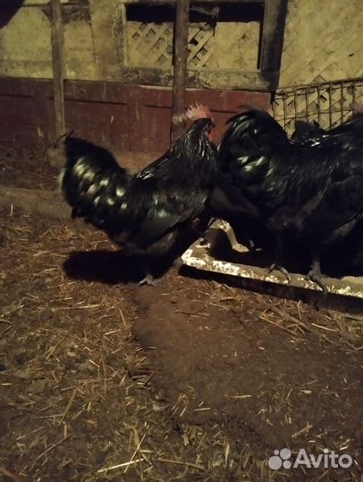Продам или обменяю петухов Ухейилюй