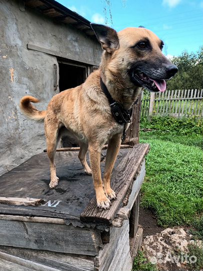 Отдам в хорошие руки собаку