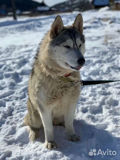 Сибирский хаски