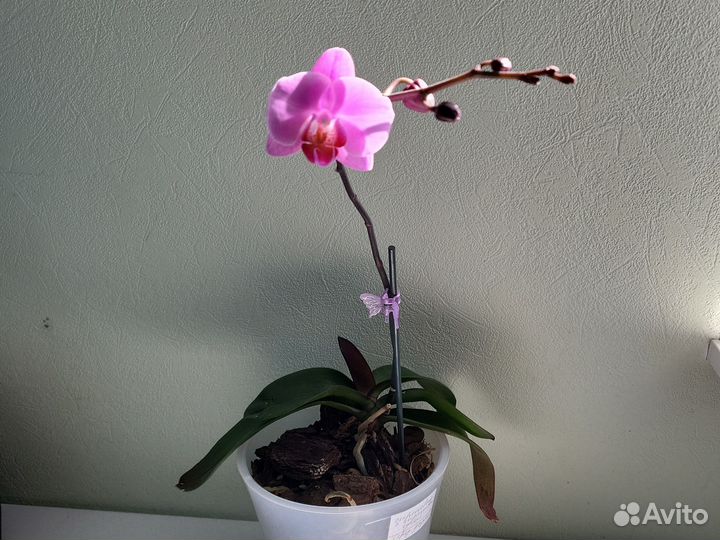 Фаленопсис