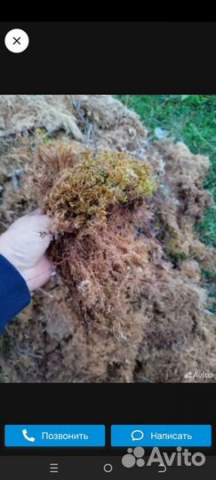 Мох болотный