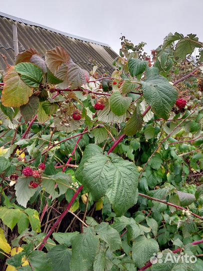 Саженцы малины