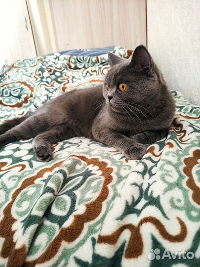Кошка ищет дом