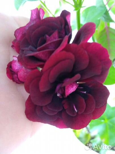 Пеларгонии сортовые