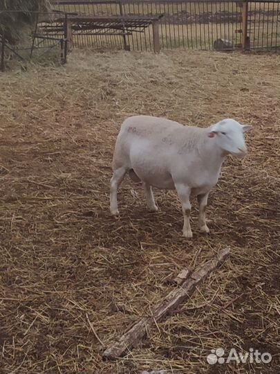 Бараны дорпер