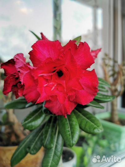 Адениумы привитые красивые в наличии, крупные