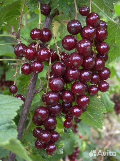 Смородина красная, черная