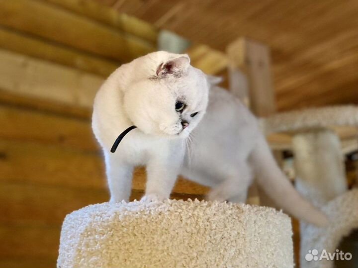 Британский кот серебристая шиншилла вязка