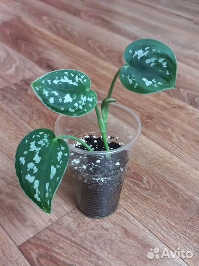 Комнатные растения цветы