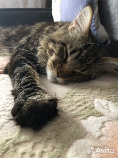 Мейн-кун вязка