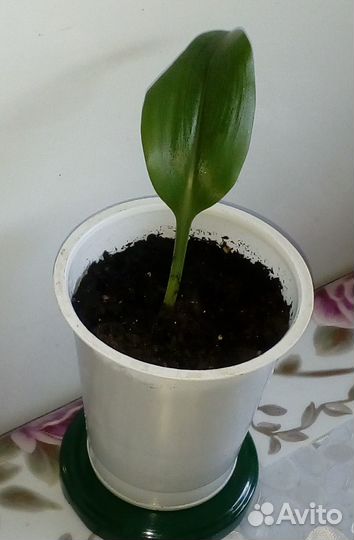 Эухарис амазонская лилия