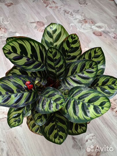 Калатея макоя