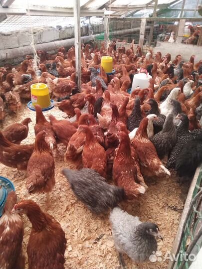 Куры молодки несушки