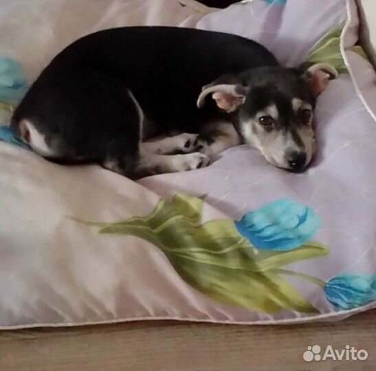 Щенок в добрые руки