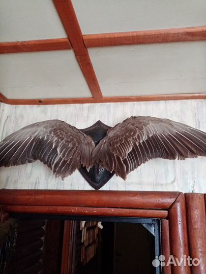 Чучела животных.птиц. рыб