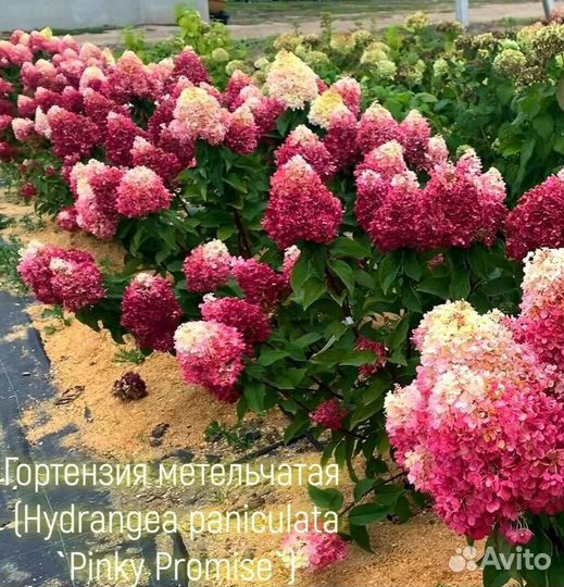 Гортензия метельчатая Скайфолл и др