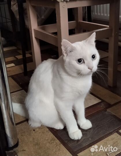 Кошка в добрые руки