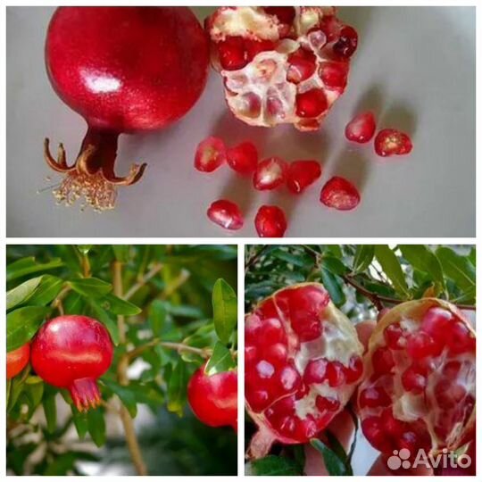 Ростки гранатового дерева