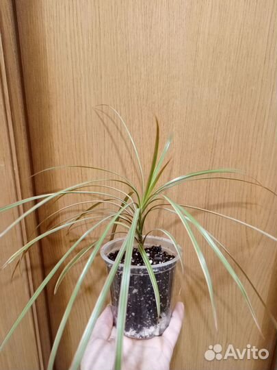 Аглаонема, Хамедорея, драцена