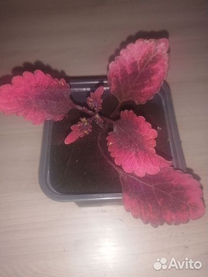 Черенки колеуса