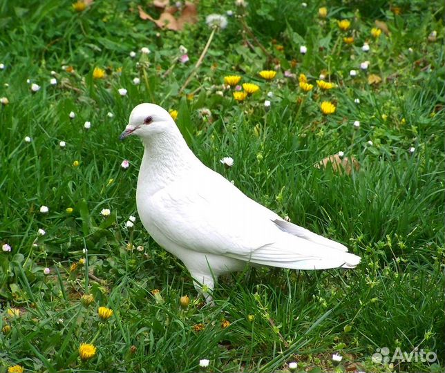 Голуби на свадьбу и не только