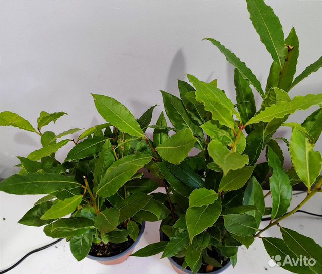 Лавр комнатный/ лаурус (лаврушка) d14