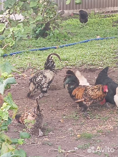 Петух Павловский 2 года