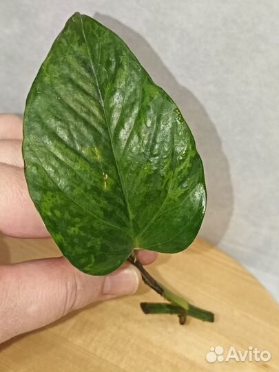 Эпипремнум марбл грин