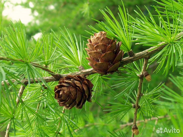 Семена Лиственницы европейской