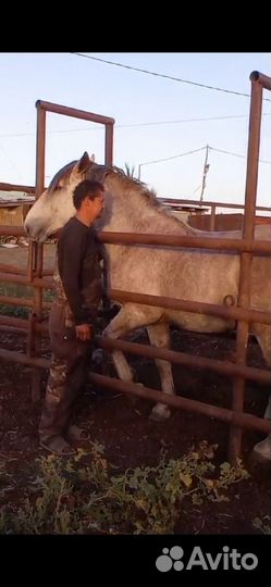 Продам жеребца