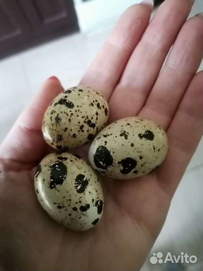 Яйца перепелиные домашние