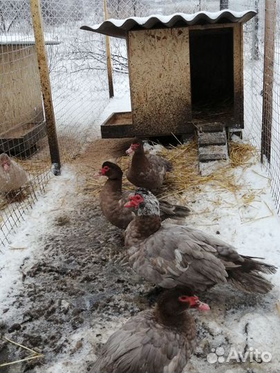 Инкубационное яйцо гуси-утки